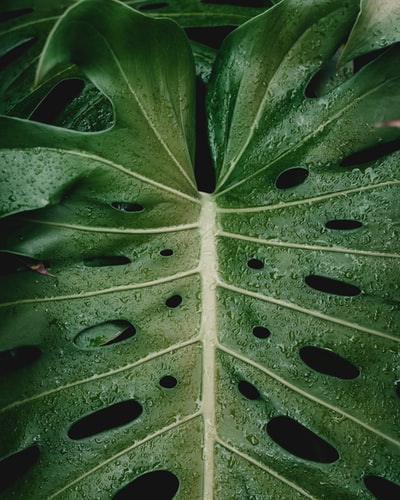 绿叶植物